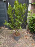 Magnolia Stellata, Ophalen, Overige soorten, Minder dan 100 cm