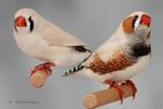 Zebravinken masker grijs  Gevraagd, Dieren en Toebehoren, Vogels | Overige Vogels, Meerdere dieren, Geringd