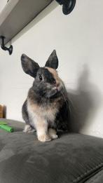 2 lieve konijntjes opzoek naar een fijn huisje, Dieren en Toebehoren, Konijnen, Meerdere dieren, 0 tot 2 jaar