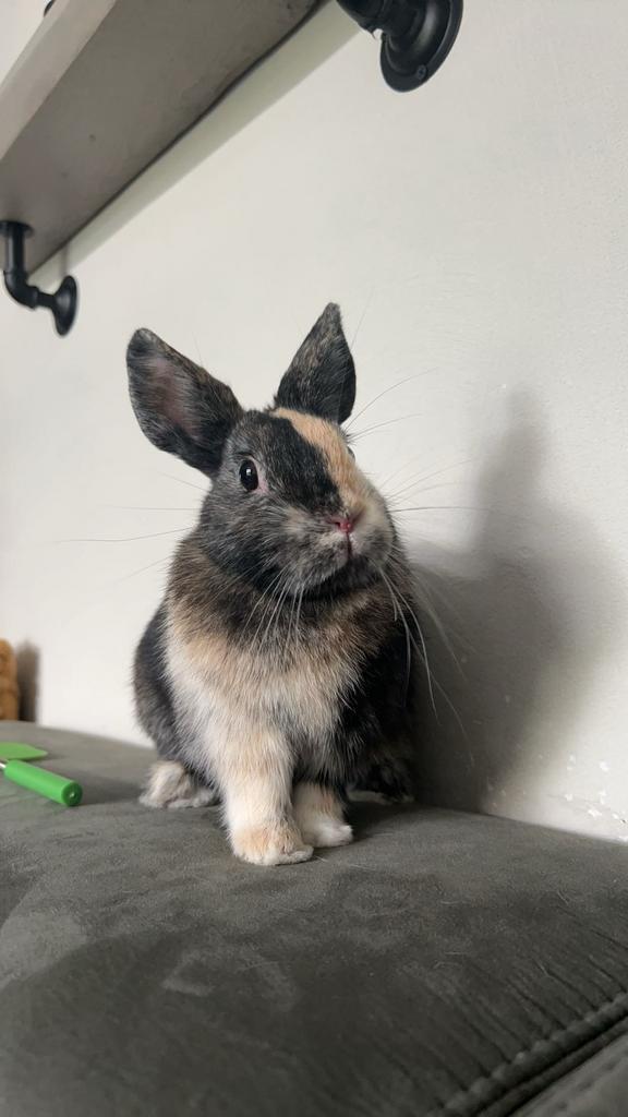 2 lieve konijntjes opzoek naar een fijn huisje, Dieren en Toebehoren, Konijnen, Meerdere dieren, 0 tot 2 jaar