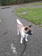 Loeki zoekt nieuw baasje (Amerikaanse Akita 5 Maanden), Dieren en Toebehoren, 15 weken tot 1 jaar, CDV (hondenziekte), Eén hond