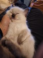 Ragdoll kittens van geteste ouders, Dieren en Toebehoren, Katten en Kittens | Raskatten | Langhaar, Meerdere dieren, Gechipt