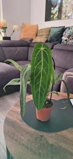 Anthurium Warosqueanum, Huis en Inrichting, Ophalen of Verzenden, Halfschaduw, Minder dan 100 cm
