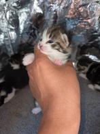 kittens zoeken een goud mandje, Dieren en Toebehoren, Katten en Kittens | Overige Katten, Meerdere dieren