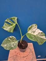 Monstera Deliciosa Variegata p12 (10)
