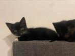 Kittens, Dieren en Toebehoren, Katten en Kittens | Overige Katten, Meerdere dieren, Kortharig, 0 tot 2 jaar