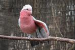 roze kakatoe, Dieren en Toebehoren, Mannelijk, Parkiet