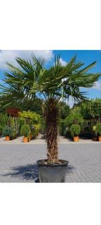 Trachycarpus fortunei zaden, Tuin en Terras, Bloembollen en Zaden, Ophalen of Verzenden, Gehele jaar, Volle zon, Zaad