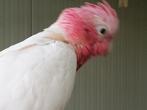 rose kaketoe split x lutino, Dieren en Toebehoren, Vogels | Parkieten en Papegaaien, Meerdere dieren, Papegaai
