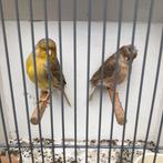 Div koppels glosters, Dieren en Toebehoren, Vogels | Kanaries, Meerdere dieren, Postuurkanarie