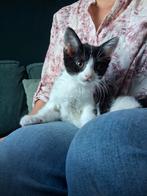 Nog maar 1 over! Kitten/poesje/jonge katje, Dieren en Toebehoren, Katten en Kittens | Overige Katten, Poes