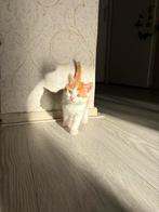 Lieve speelse kittens op zoek naar een warm thuis, Dieren en Toebehoren, Katten en Kittens | Overige Katten, Meerdere dieren