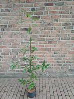 Compacte wintergroene eik, Volle zon, Vaste plant, Zomer, Ophalen