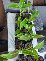 Musa siam ruby, Ophalen of Verzenden, Overige soorten, Minder dan 100 cm