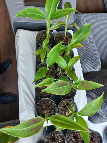 Musa siam ruby beschikbaar voor biedingen