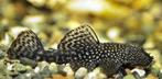 Algeneters & L- nummers, Dieren en Toebehoren, Vissen | Aquariumvissen, Vis, Zoetwatervis