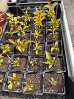 Hortensia's, zwarte tomaat, rode paprika, pompoen, Tuin en Terras, Volle zon, Vaste plant, Zomer, Ophalen