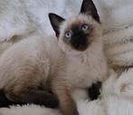 Siamees kittens, Meerdere dieren, Ontwormd, 0 tot 2 jaar