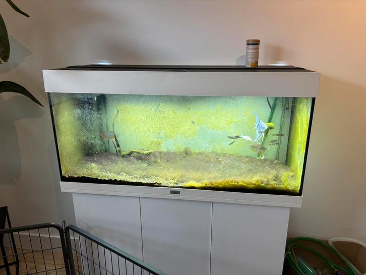 Aquariumvissen gratis af te halen, Dieren en Toebehoren, Vissen | Aquariumvissen, Vis