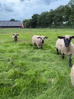 Overjarige hampshire down ooi, Dieren en Toebehoren, Schapen, Geiten en Varkens, Vrouwelijk, Schaap