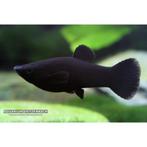 100st black molly, Dieren en Toebehoren, Vis, Zoetwatervis, Schoolvis