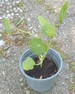 Oost indische kers plantjes, Ophalen, Volle zon, Groenteplanten, Eenjarig