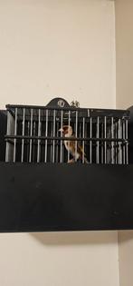 Putters vogels, Dieren en Toebehoren, Mannelijk