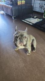 Herplaatsing blauwe Franse Bulldog, 6 jaar of ouder, Rabiës (hondsdolheid), Reu, Bulldog