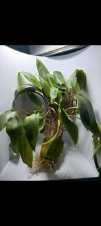 Crypto "wendtti, Ophalen of Verzenden, Nieuw, Plant(en), Steen of Hout