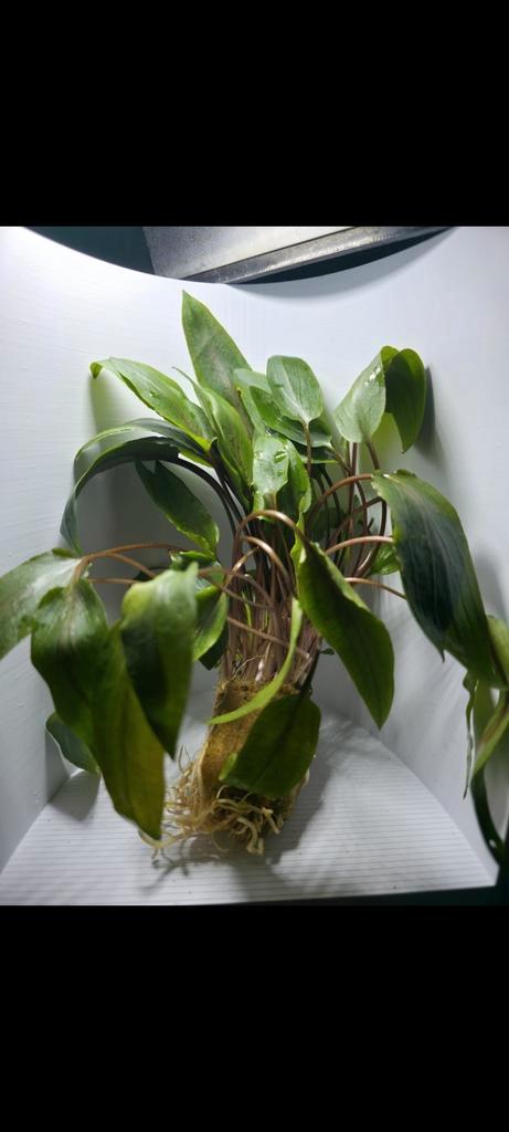 Crypto "wendtti, Dieren en Toebehoren, Vissen | Aquaria en Toebehoren, Nieuw, Plant(en), Steen of Hout, Ophalen of Verzenden