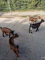 Te koop 7 jonge dwerg geiten, Dieren en Toebehoren, Schapen, Geiten en Varkens, Vrouwelijk, Geit