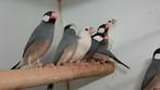 Rijstvogels, Dieren en Toebehoren, Vogels | Overige Vogels, Meerdere dieren