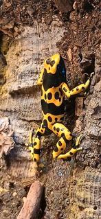 Pijlgifkikkers Dendrobates leucomelas te koop, Dieren en Toebehoren, Reptielen en Amfibieën, Amfibie, 0 tot 2 jaar