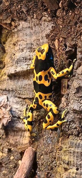 Pijlgifkikkers Dendrobates leucomelas te koop