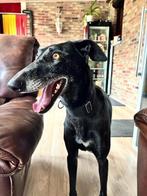 Galga ADA 2 jr lief aanhankelijk rustig in gastgezin België, Dieren en Toebehoren, Particulier, Rabiës (hondsdolheid), Galgo, 1 tot 2 jaar