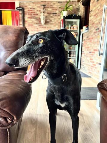 Galga ADA 2 jr lief aanhankelijk rustig in gastgezin België beschikbaar voor biedingen
