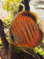 Discusvis, Dieren en Toebehoren, Vissen | Aquariumvissen, Vis