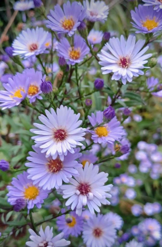 Hoge lila Herfstaster, bijen en vlinderplant, Tuin en Terras, Planten | Tuinplanten, Vaste plant, Overige soorten, Ophalen