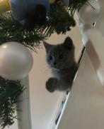 Superlieve Brits korthaar kitten Noorse Boskat kater kittens, Dieren en Toebehoren, Katten en Kittens | Raskatten | Langhaar, Kater