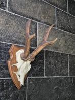 Ree Gewei op trofee plank jacht mancave overkapping d72, Verzamelen, Dierenverzamelingen, Ophalen of Verzenden, Gebruikt, Hert