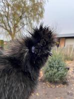 USA Zijdehoen Haan, Dieren en Toebehoren, Pluimvee, Mannelijk, Kip