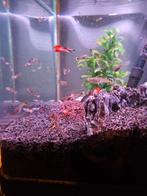 Mannen guppen, Dieren en Toebehoren, Vissen | Aquariumvissen, Vis