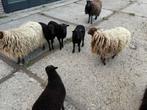 Ouessant ram lam, Dieren en Toebehoren, Mannelijk, Schaap