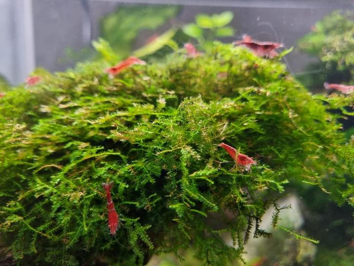 Vuurgarnalen, Dieren en Toebehoren, Vissen | Aquariumvissen, Kreeft, Krab of Garnaal