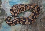 Python regius, Dieren en Toebehoren, Reptielen en Amfibieën, Slang, 3 tot 6 jaar