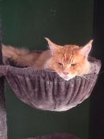 Maine coon kater met stamboom, Dieren en Toebehoren, Katten en Kittens | Raskatten | Langhaar, Kater