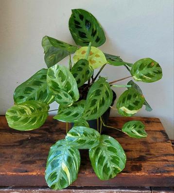Maranta leuconera variegata. beschikbaar voor biedingen