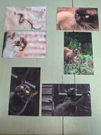 Ansichtkaarten katten, Verzenden, 1980 tot heden, Ongelopen, Hond of Kat