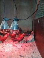 jonge krielkippen, Dieren en Toebehoren, Pluimvee, Meerdere dieren, Kip