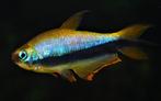 Hobbyaquarium  palmeri-Keizertetra +10=korting Zondag 24 aug, Vis, Zoetwatervis, Schoolvis